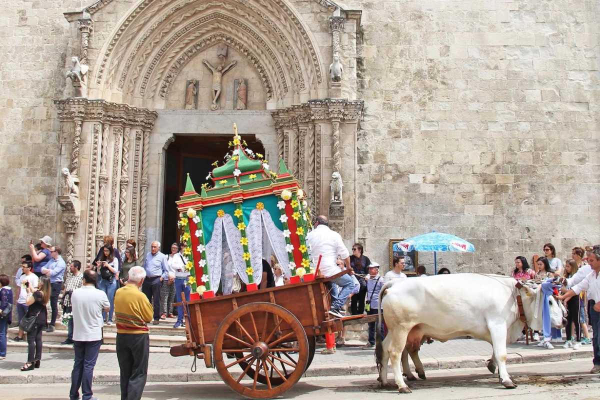 Carri dei buoi durante la festa di San Pardo a Larino