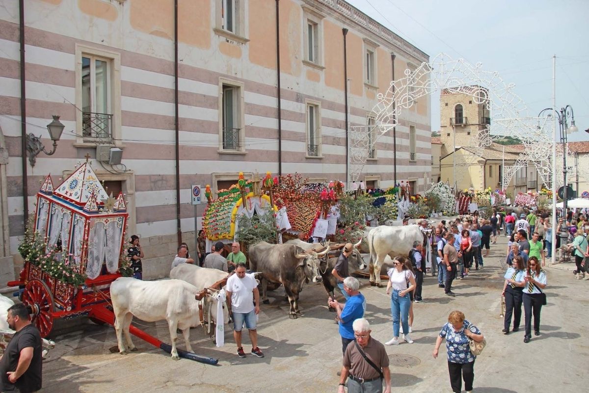 Carri dei buoi durante la festa di San Pardo a Larino
