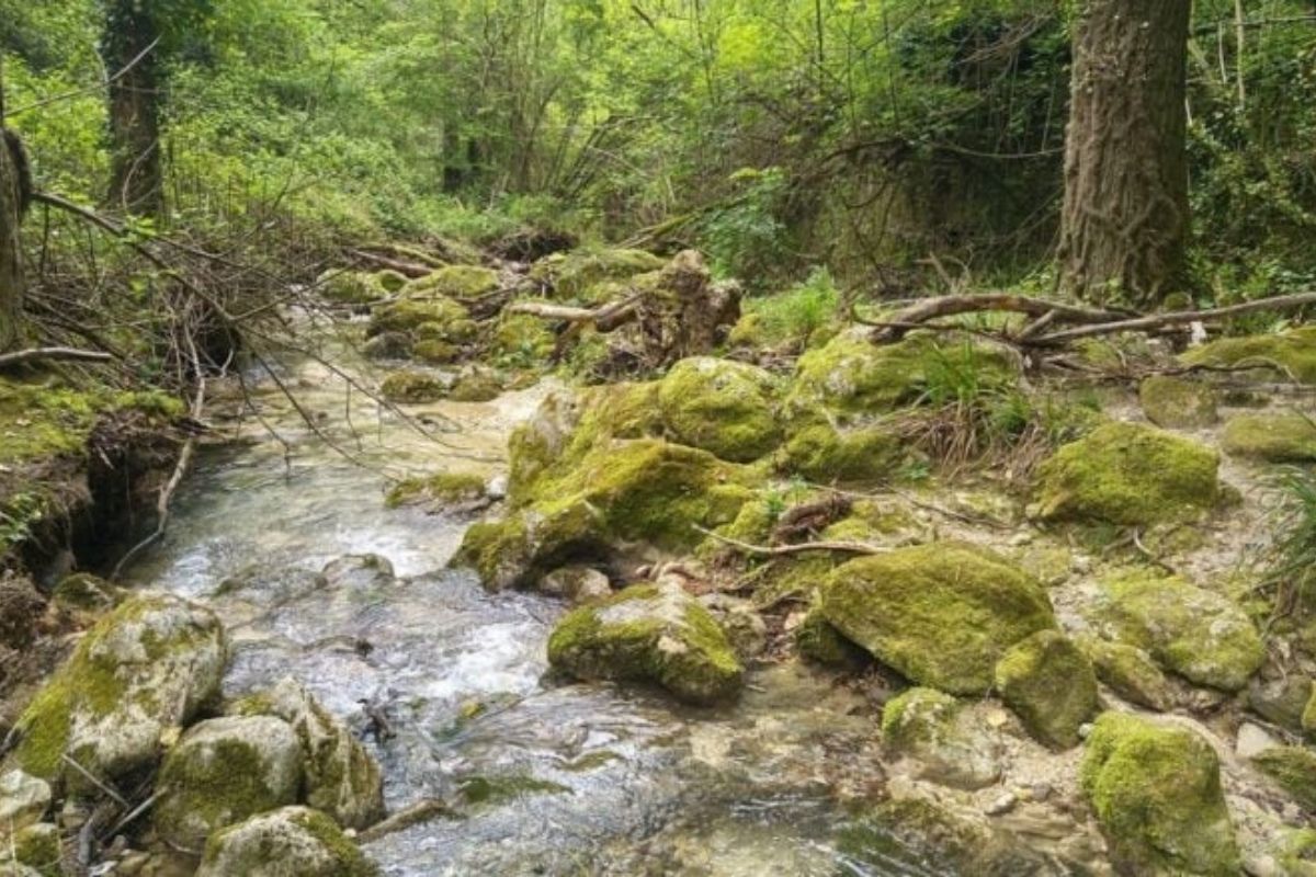 Panorama del Parco della Rimembranza a Campobasso, con alberi e sentieri immersi nel verde.