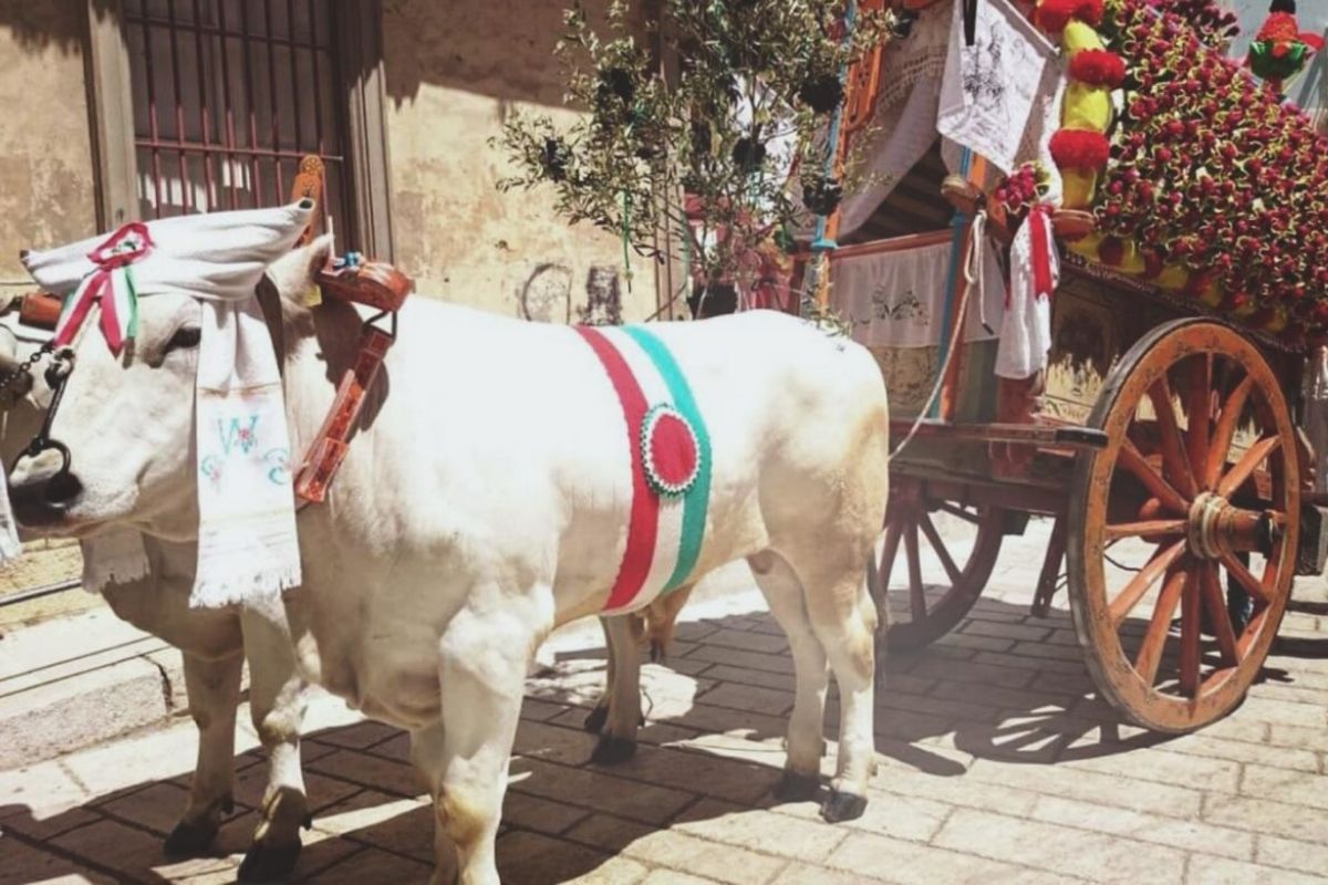 Carri dei buoi durante la festa di San Pardo, rappresentando l'allegria e la tradizione locale